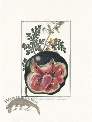 Bonelli 068 Watermelon